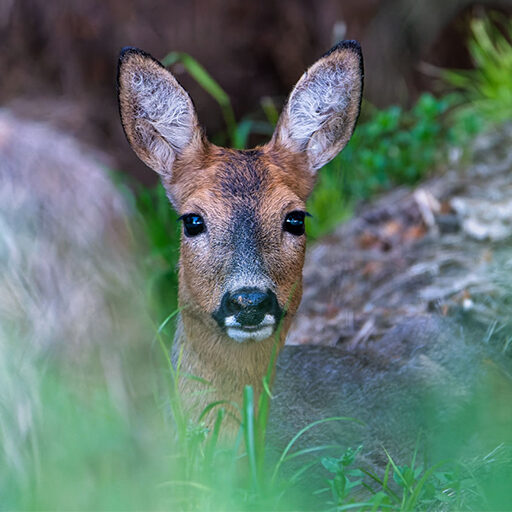 Caprioara (Capreolus capreolus)