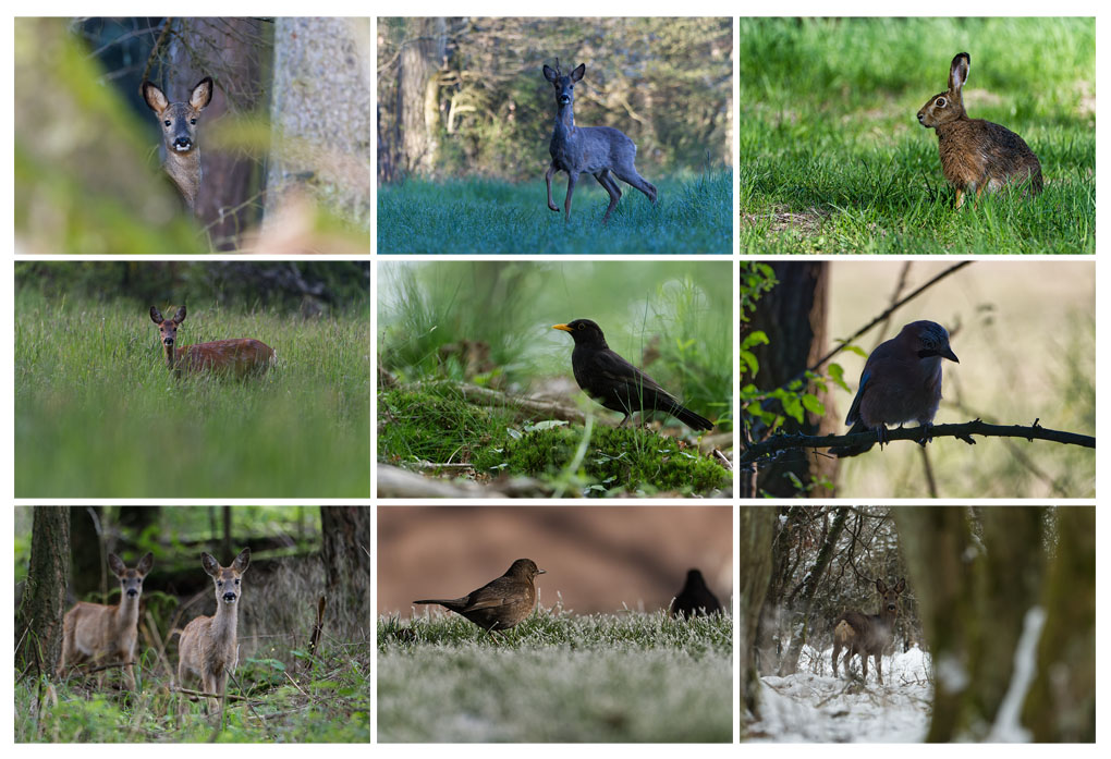 Fotografie din Natura - Galerie Foto, selecție fotografii