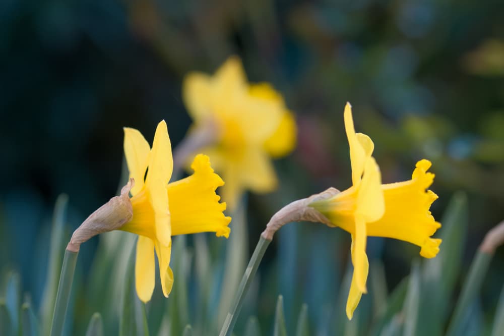 Narcise galbene - Fotografia din Natura