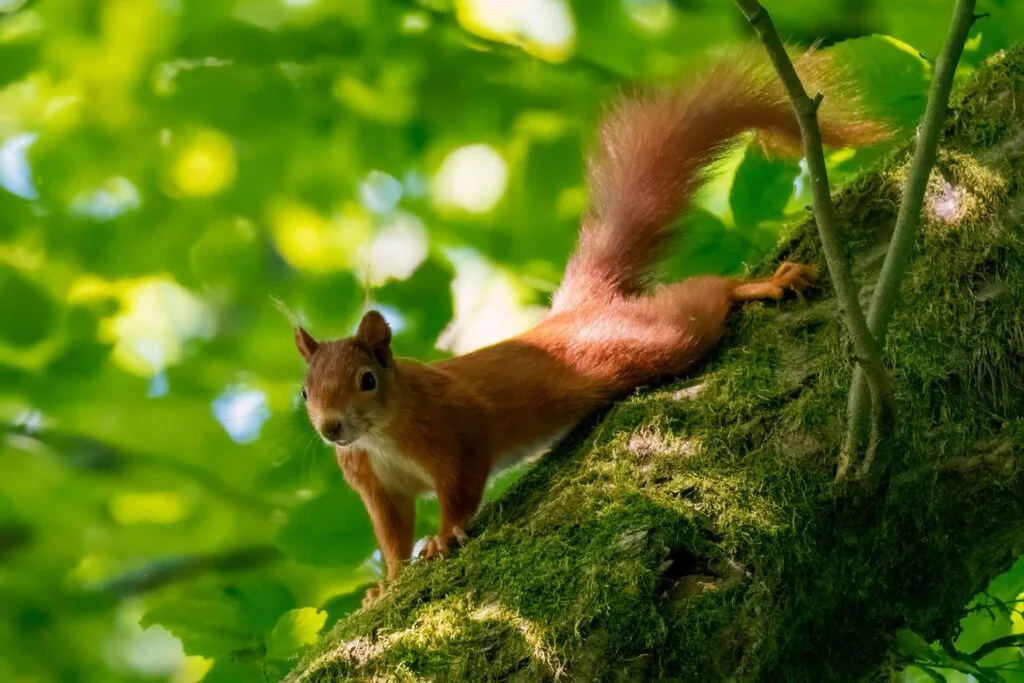 Veverița roșie-Sciurus vulgaris - Curiozitati si informatii despre veverite