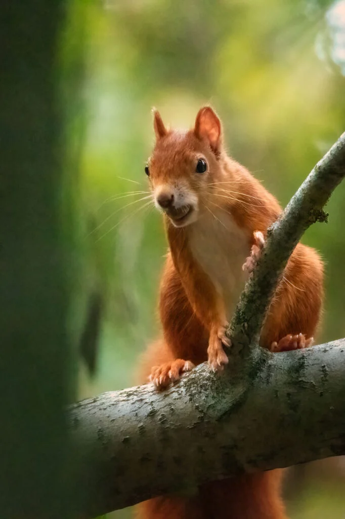 Veverița roșie (Sciurus vulgaris) - Curiozitati si informatii despre veverite
