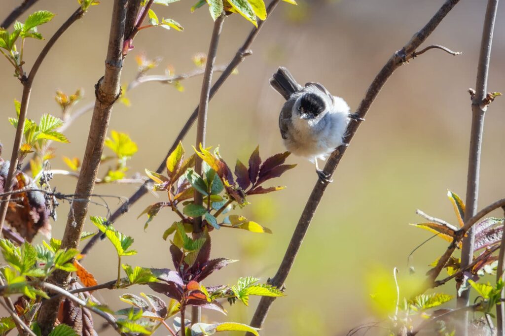Cele mai frumoase 60 fotografii cu pasări în 2021 - Silvie cu cap negru - Sylvia atricapilla