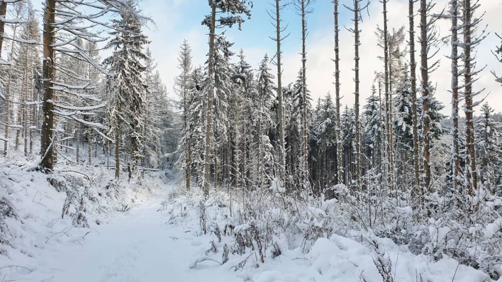 Iarna - zăpada și pădure