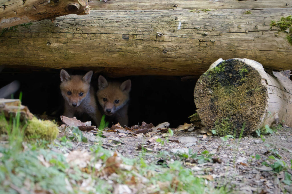 Surpriza - Doi pui de vulpe afara din vizuina - Surpriza din Natura - Doi pui de vulpe explorează lumea